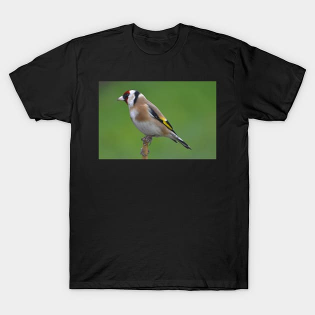 Goldfinch T-Shirt by declancarr